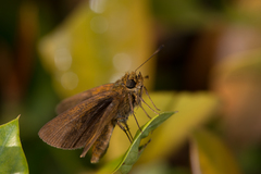 Eprius veleda veleda