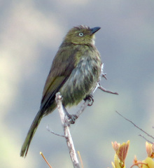 Andropadus importunus