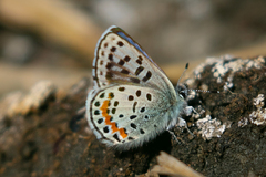 Euphilotes heracleoides