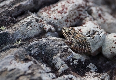 Leptodactylus cunicularius