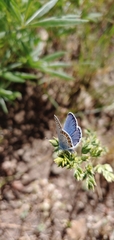 Plebejus melissa