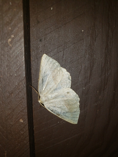 Least-marked Euchlaena Moth photo 2