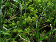 Leptodontium