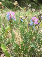 Oxytropis borealis