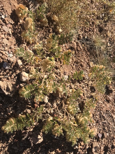 Tribulus hirsutus (Tribulus hirsutus)