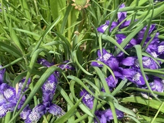 Iris ruthenica ruthenica