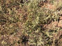 Solanum diversiflorum