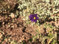 Solanum diversiflorum