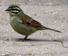 Emberiza capensis capensis