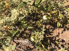 Solanum diversiflorum