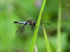 Erythrodiplax basalis