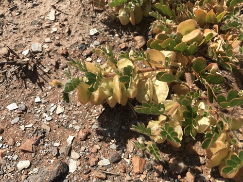 Tribulus hirsutus (Tribulus hirsutus)