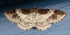 Hydrelia condensata