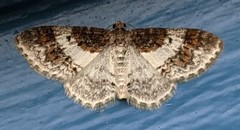 Hydrelia condensata