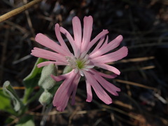 Silene hookeri