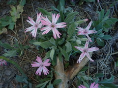 Silene hookeri