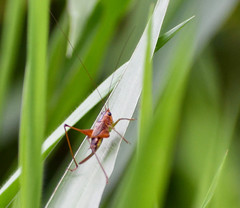 Conocephalus versicolor
