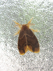 Arna pseudoconspersa