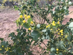 Acacia pyrifolia
