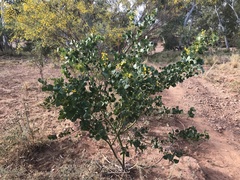 Acacia pyrifolia