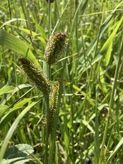 Carex utriculata
