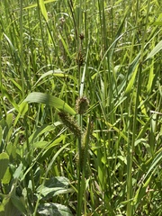 Carex utriculata