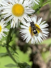 Euodynerus leucomelas