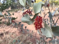 Grevillea wickhamii