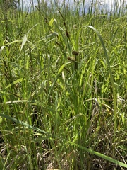 Carex utriculata