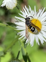 Euodynerus leucomelas