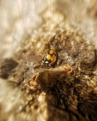 Adalia angulifera