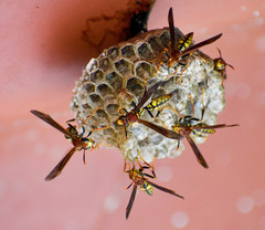 Polistes myersi