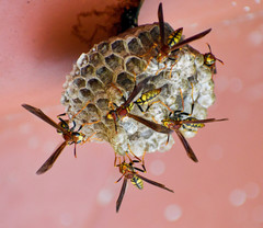 Polistes myersi