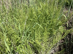 Athyrium filix-femina