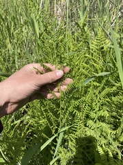Athyrium filix-femina