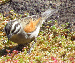 Emberiza capensis capensis