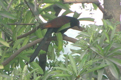 Centropus sinensis parroti