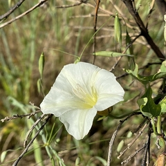 Calystegia occidentalis occidentalis