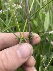 Galium palustre