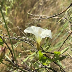 Calystegia occidentalis occidentalis