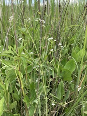 Galium palustre