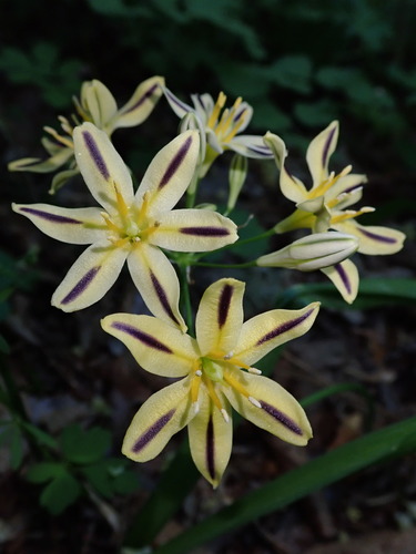 Image of Triteleia hendersonii by (c) Nolan Exe, some rights reserved (CC BY)