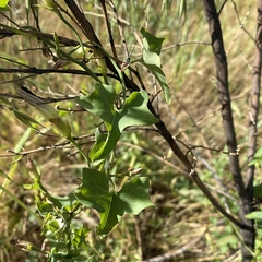 Calystegia occidentalis occidentalis
