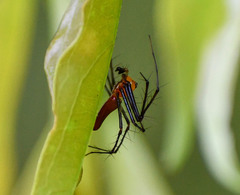 Tapinillus