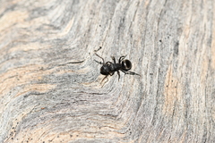 Polyrhachis phryne