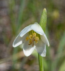 Fritillaria liliacea