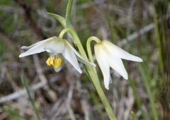 Fritillaria liliacea