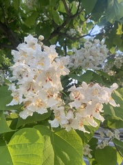 Catalpa speciosa