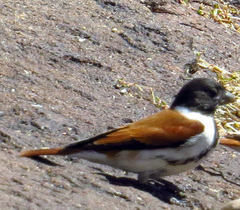 Serinus alario