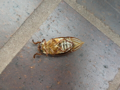 Polyphylla decemlineata